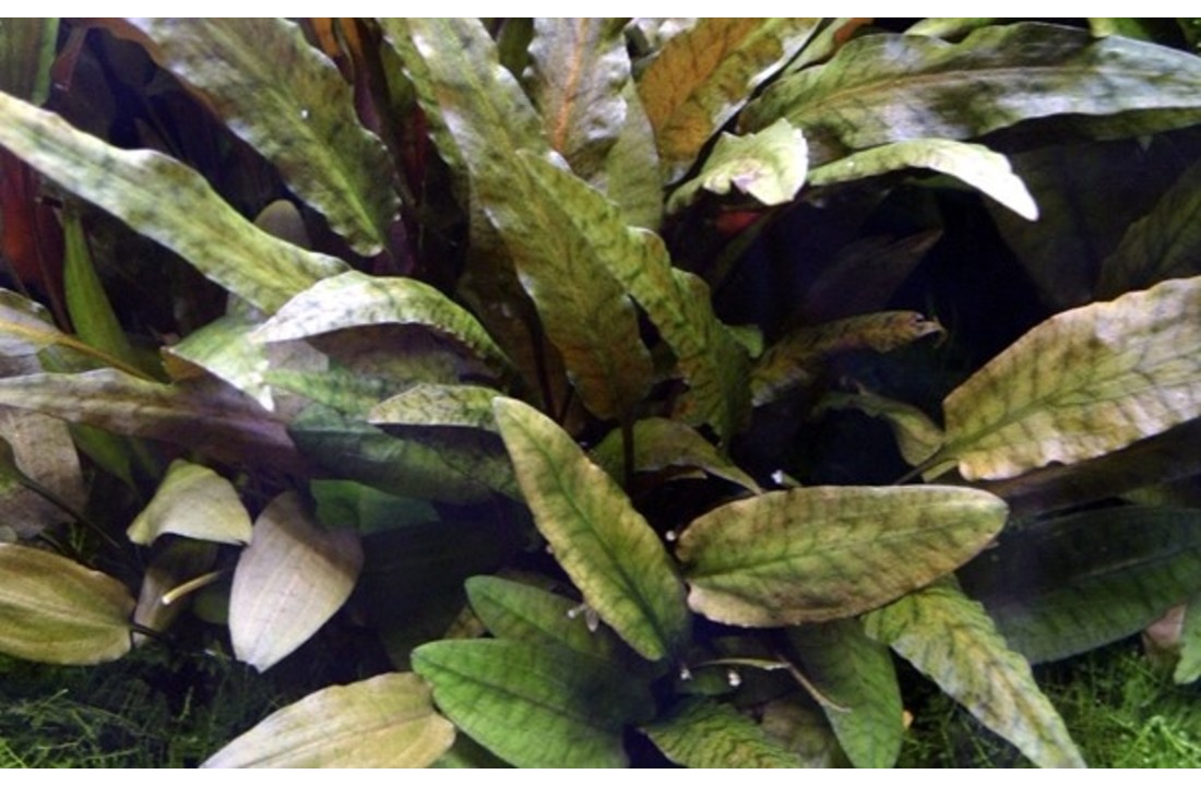 Cryptocoryne wendtii Tropica XL