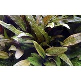 Cryptocoryne wendtii Tropica XL