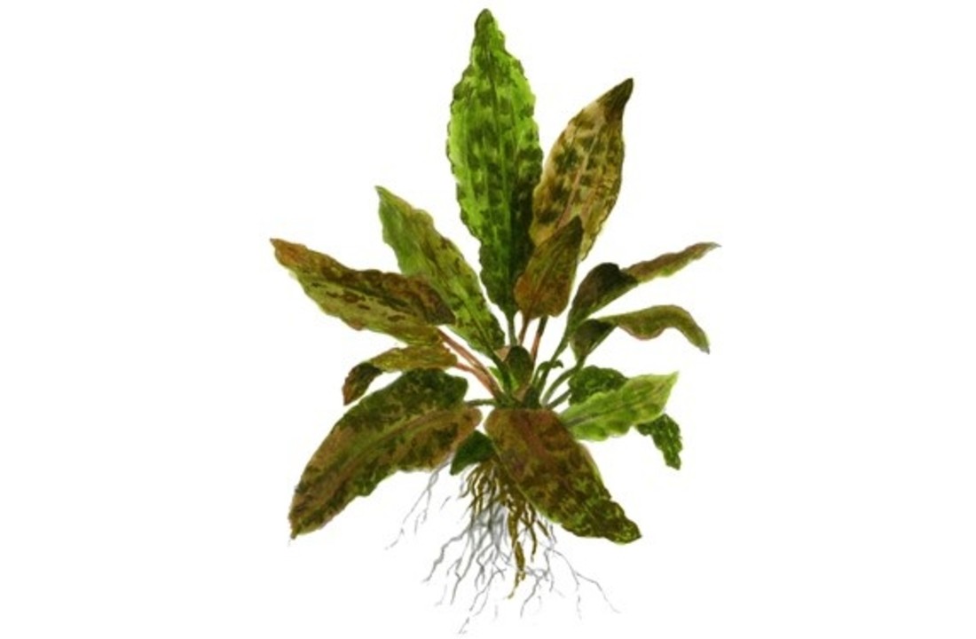 Cryptocoryne wendtii Tropica XL