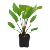 Echinodorus Barthii XL