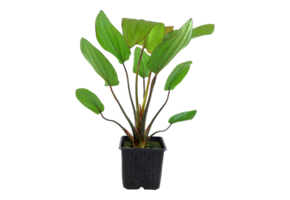 ECHINODORUS BARTHII XL