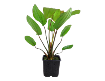 Echinodorus Barthii XL