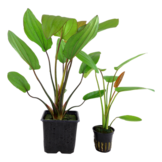 Echinodorus Barthii XL