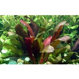 Echinodorus Barthii XL
