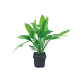 Echinodorus Blehae XL