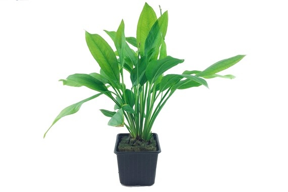 Echinodorus Blehae XL