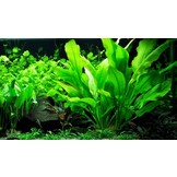 Echinodorus Blehae XL
