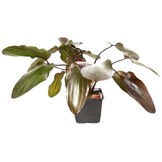 Echinodorus Ozelot XL