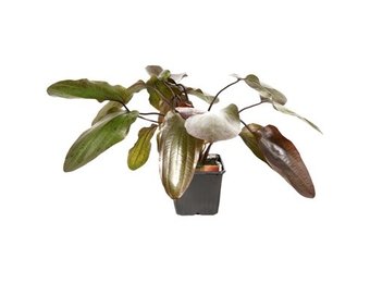 Echinodorus Ozelot XL