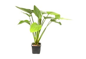 Echinodorus palifolius XL