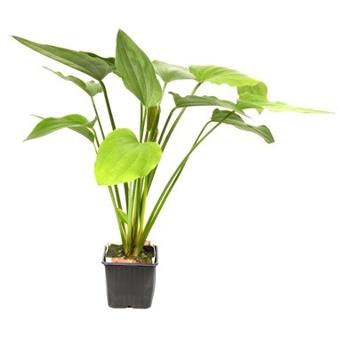 Echinodorus palifolius XL