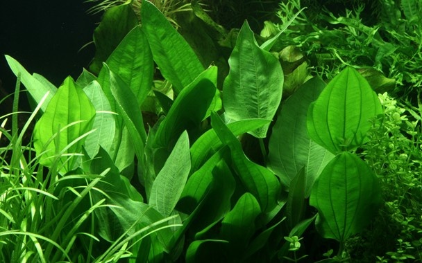 Echinodorus Palafolius XL