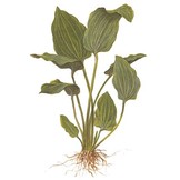 Echinodorus palifolius XL