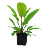 Echinodorus 'Rosa©' XL