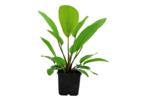 Echinodorus 'Rose' XL