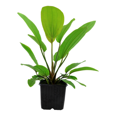 Echinodorus 'Rosa©' XL