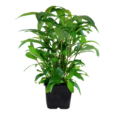 Hygrophila Siamensis XL