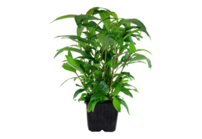 Hygrophila siasensis xl