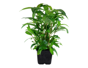 Hygrophila Siamensis XL