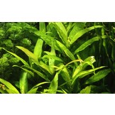 Hygrophila Siamensis XL