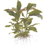 Hygrophila Siamensis XL