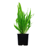 Microsorum pteropus xl