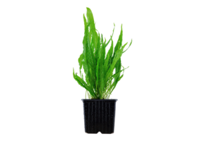 Microsorum Pteropus XL