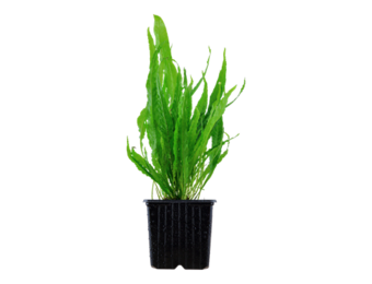 Microsorum pteropus xl