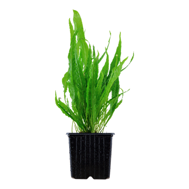 Microsorum pteropus xl