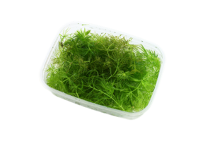 Ceratophyllum Demersum Foxtail
