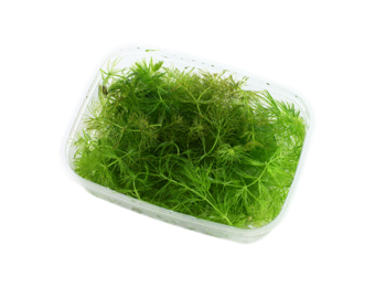 Ceratophyllum Demersum Stachumm