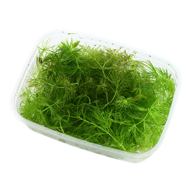 Ceratophyllum Demersum Stachumm