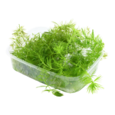 Ceratophyllum Demersum Stachumm