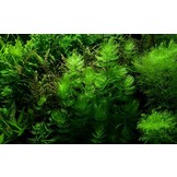 Ceratophyllum Demersum Stachumm