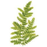Ceratophyllum Demersum Stachumm