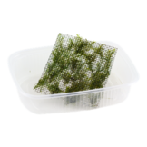 Fissidens Fontanus