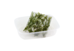 Fissidens fontanus