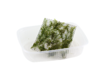 Fissidens Fontanus