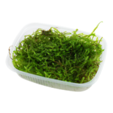 Taxiphyllum barbieri Mos - Bogger Moss portion