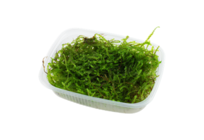 Taxiphyllum barbieri Mos - Bogger Moss portion