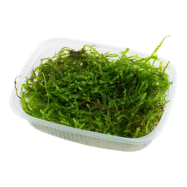 Taxiphyllum barbieri Mos portion