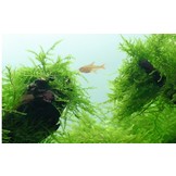 Taxiphyllum barbieri Mos - Bogger Moss portion