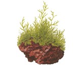 Taxiphyllum barbieri Mos - Bogger Moss portion