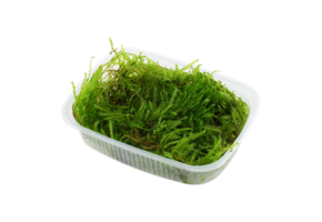 Taxiphyllum Spiky Moss Portion