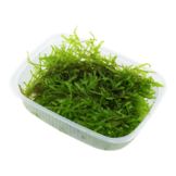 Vesicularia Montagnei Christmas Mos Portion