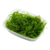 Partie de mousse pleureuse vesiculaires ferriei