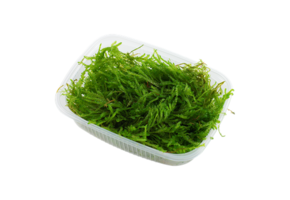 Vesicularia Ferriei Weeping Moss Portion