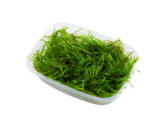Vesicularia ferriei Weeping Mos Portion