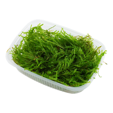 Vesicularia ferriei Weeping Mos Portion