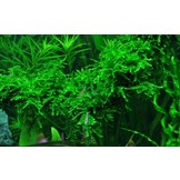 Partie de mousse pleureuse vesiculaires ferriei